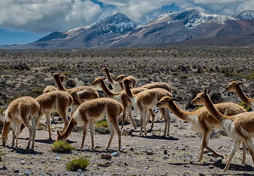 Full Day Cañón del Colca