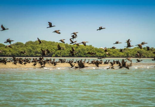Manglares de Tumbes + Playas Punta