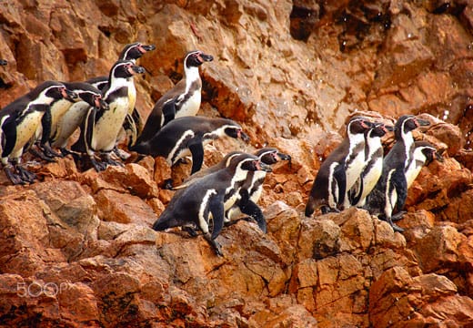 Tour Islas Ballestas desde Paracas