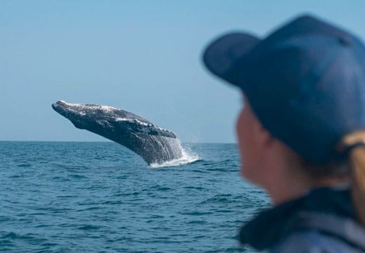 Avistamiento De Ballenas